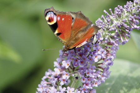 Wie gestalte ich ein Paradies für Schmetterlinge? Teil 4